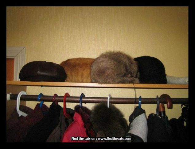 Funny cats