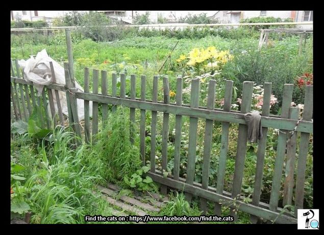 Oh..where is the cat?